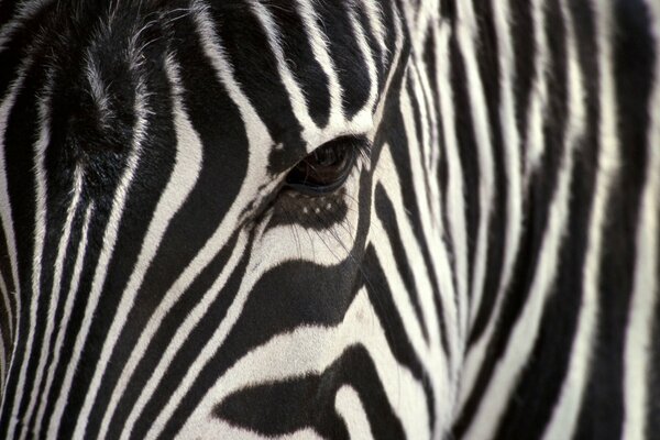 Primo piano della testa di Zebra