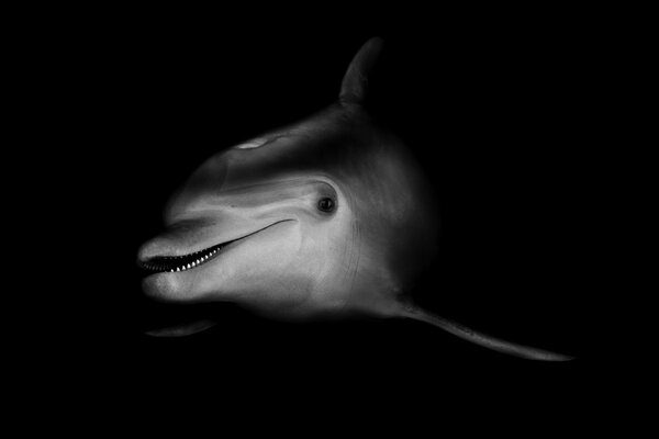 Black and white dolphin photo