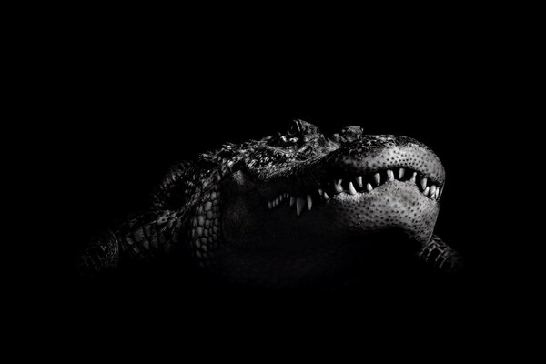 Bouche de crocodile à dents sur fond noir
