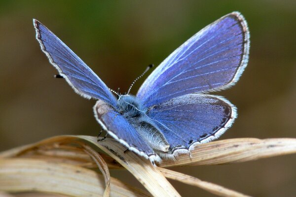 Papillon bleu sur feuille sèche