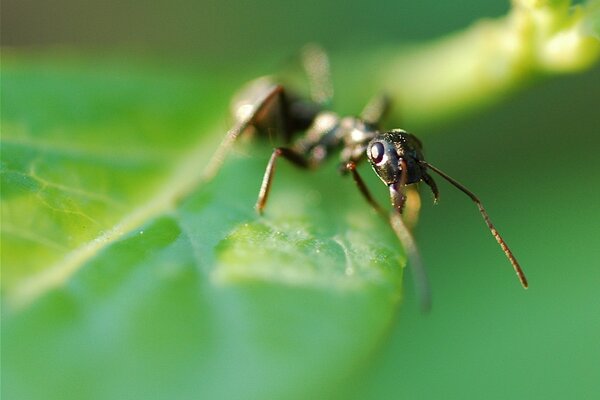 Foto de una hormiga en una hoja verde