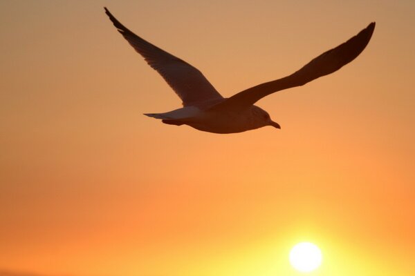 Foto auf dem Hintergrund der Sonne Vögel und Möwen