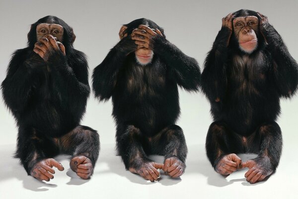 Tres macacos divertidos no ven, no escuchan y no dicen