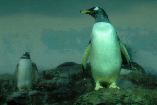 Harsh penguins on cold rocks