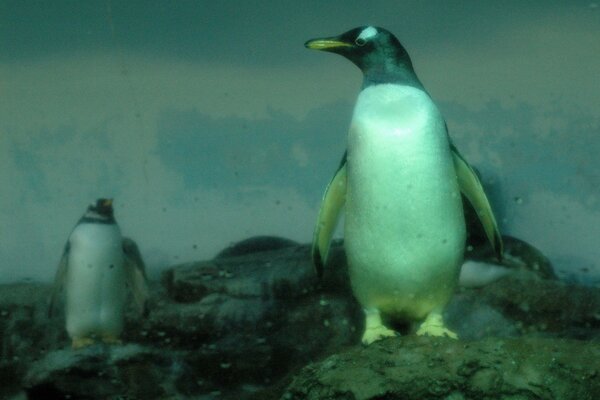 Суровые пингвины на холодных камнях