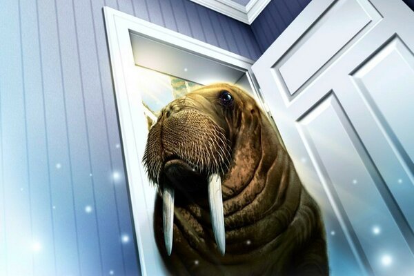 Walross mit Stoßzähnen in offener Tür