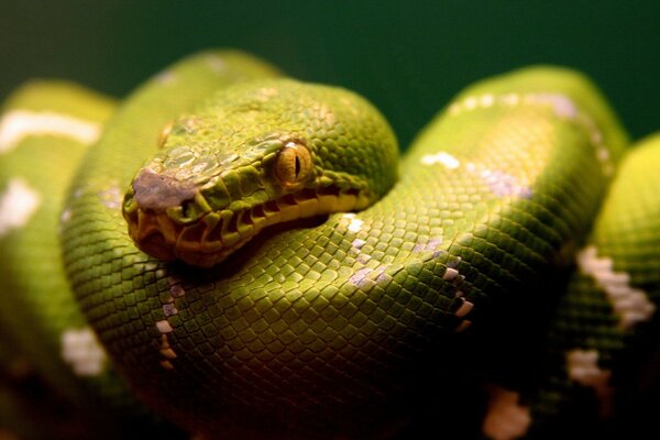 Grüne Python in Ringe gerollt
