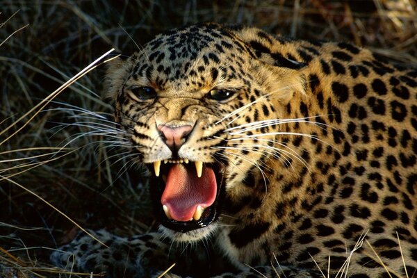 Das Grinsen eines Leoparden unter trockenen Zweigen