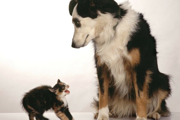 Petit chaton effrayé par le chien