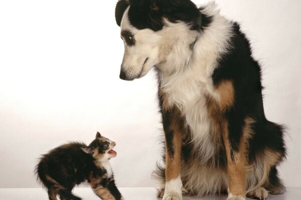 Piccolo gattino spaventato dal cane