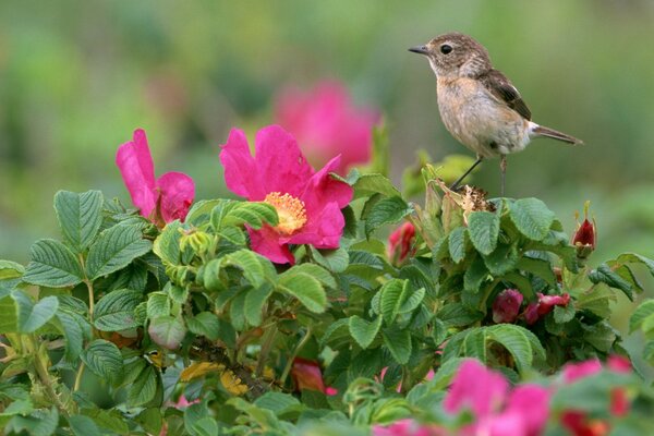 L uccello si siede su un cespuglio di rosa canina