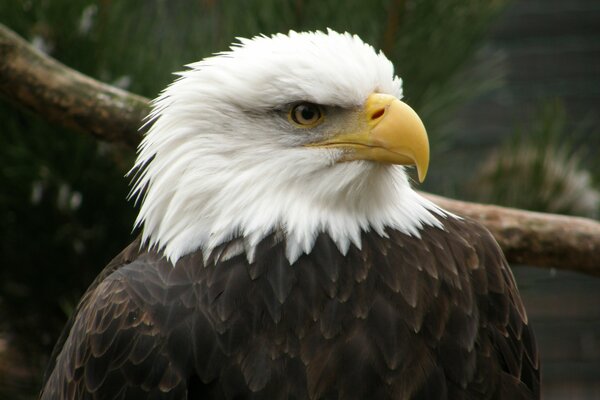 The proud eagle looks into the distance