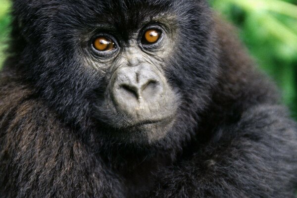 Niedliche kleine Gorillas Augen