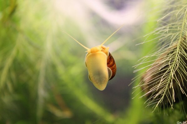 A small snail hid among the algae