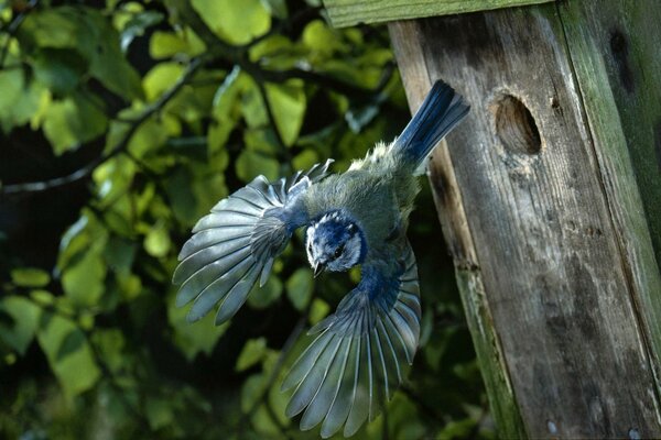 Abfahrt des Vogels aus dem Vogelhaus