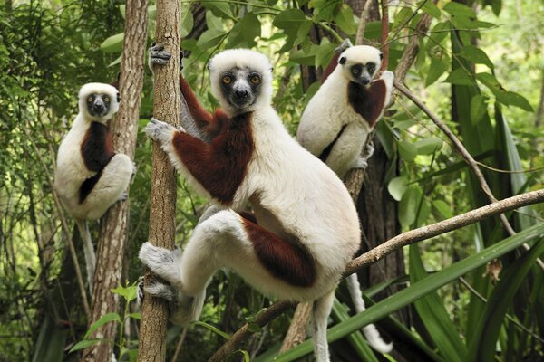 Lemuri sui rami degli alberi