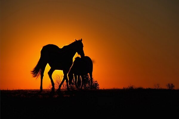 Pferde vor dem Hintergrund der untergehenden Sonne