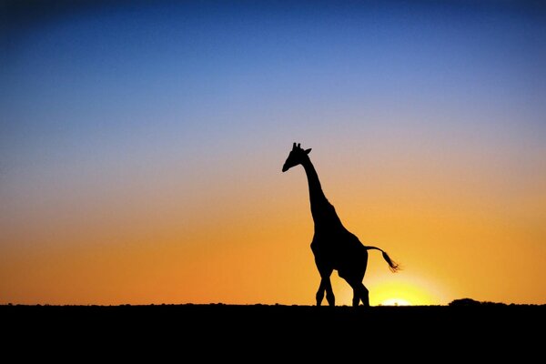 Imagen del sol al atardecer y la jirafa