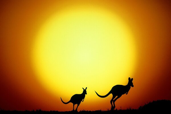 A pair of kangaroos on the background of the yellow sun