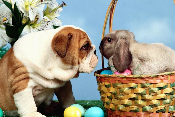 A rabbit in a basket looks at a bulldog with Easter eggs