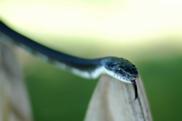 Una serpiente saca su lengua sobre un fondo verde borroso