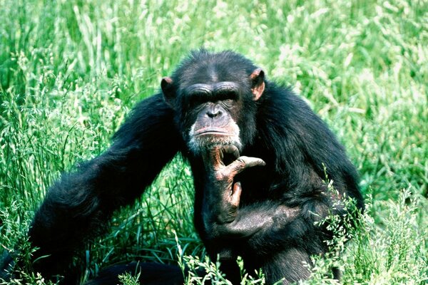 A chimpanzee is sitting in the grass thinking