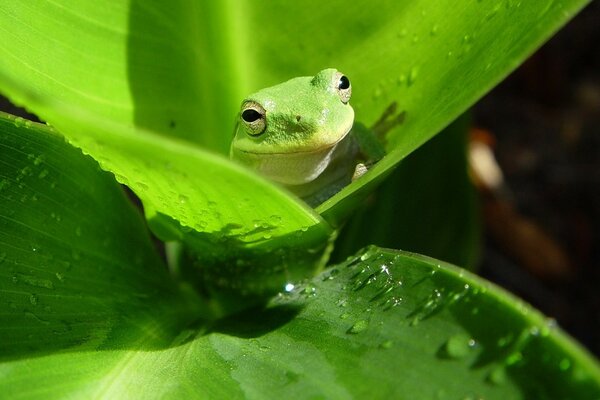 A small frog is sitting on a green leaf
