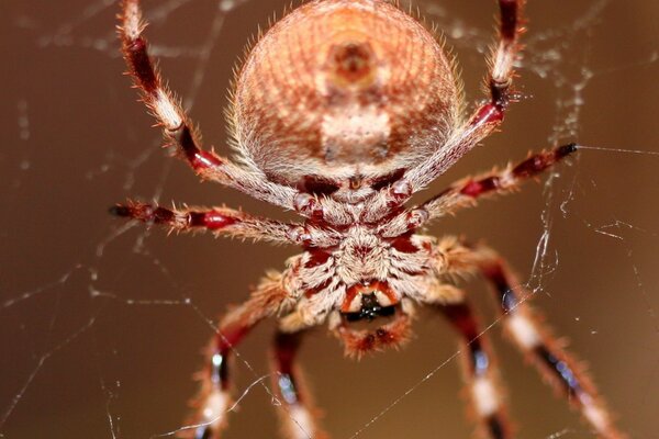 A hairy spider weaves its nets