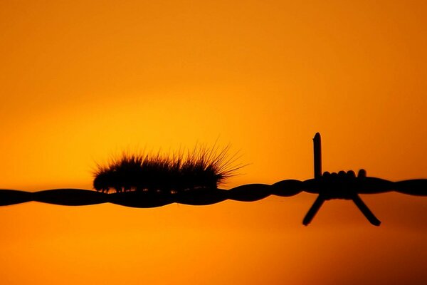 A caterpillar crawls along a wire on an orange background