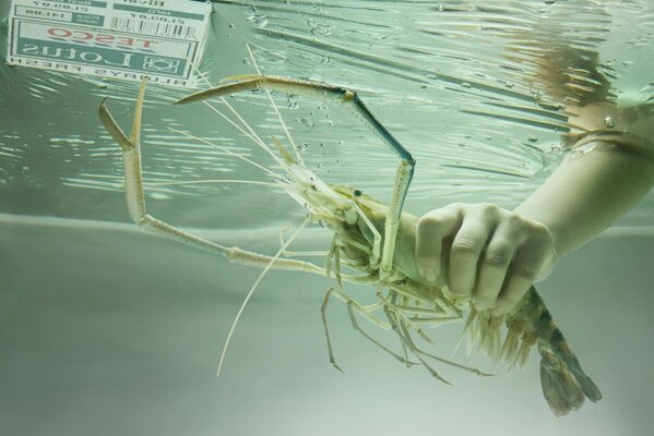 Pêche à la langouste avec les mains de l eau