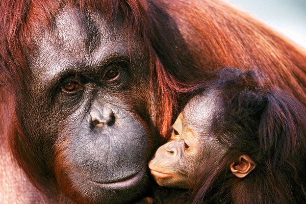 Fotos de Sumatra orangután hembra y cachorro