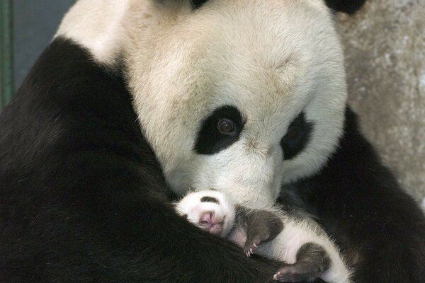 Panda noir blanc avec bébé ours