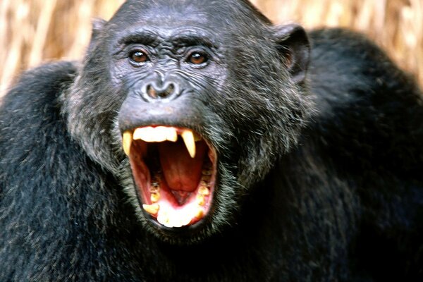 Near the black chimpanzee evil fangs