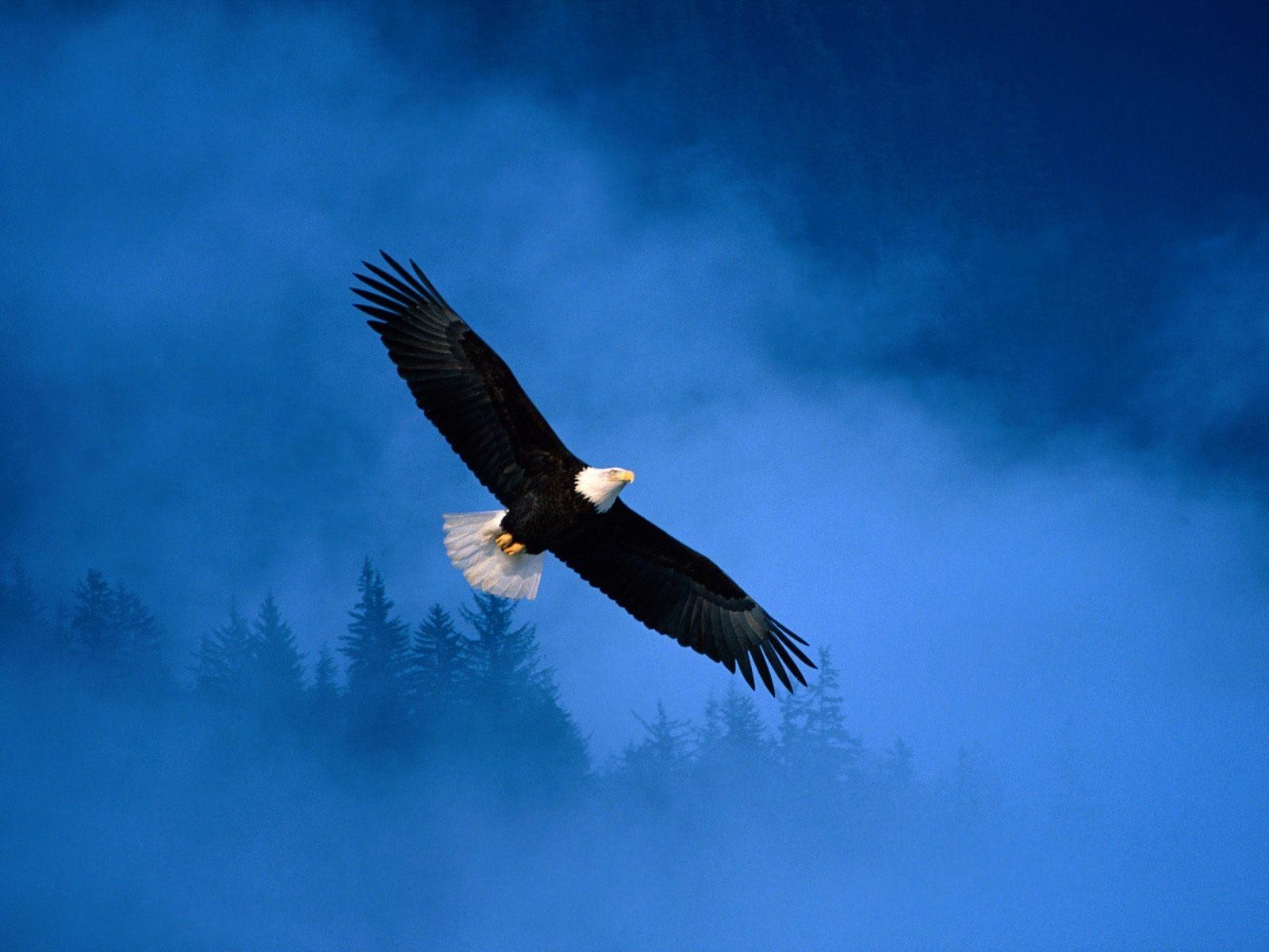 flight eagle alaska freedom