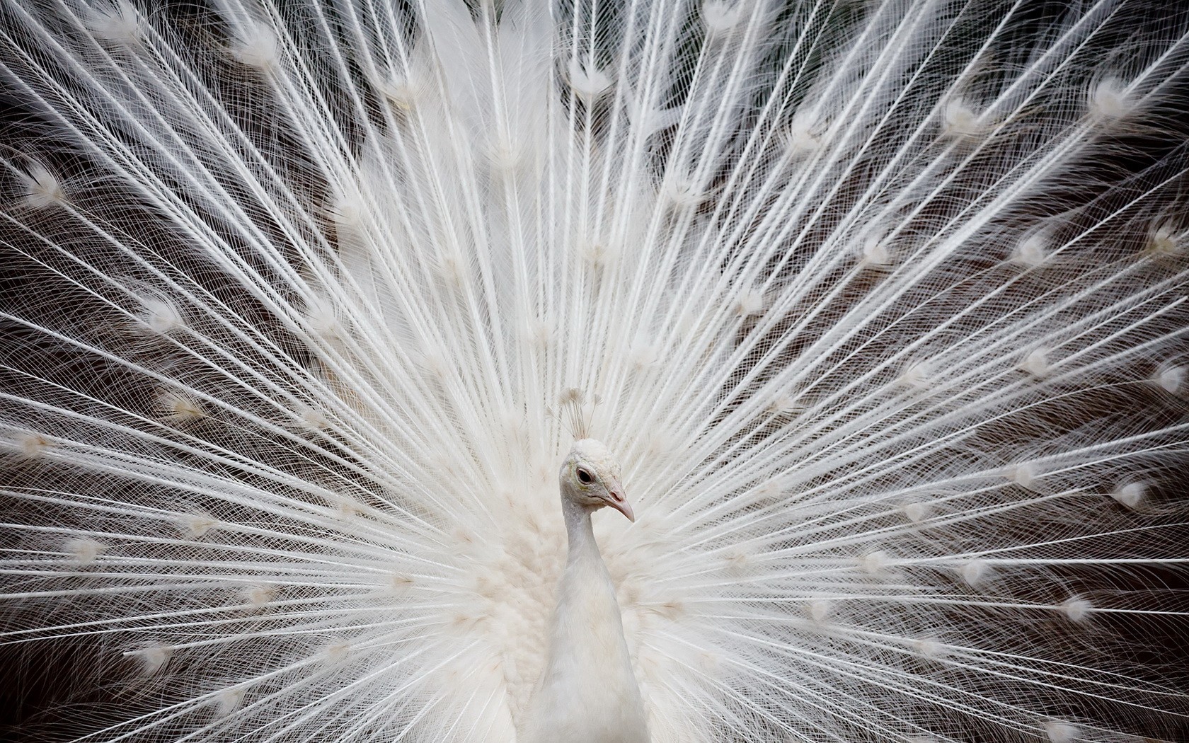 blanco pavo real plumas