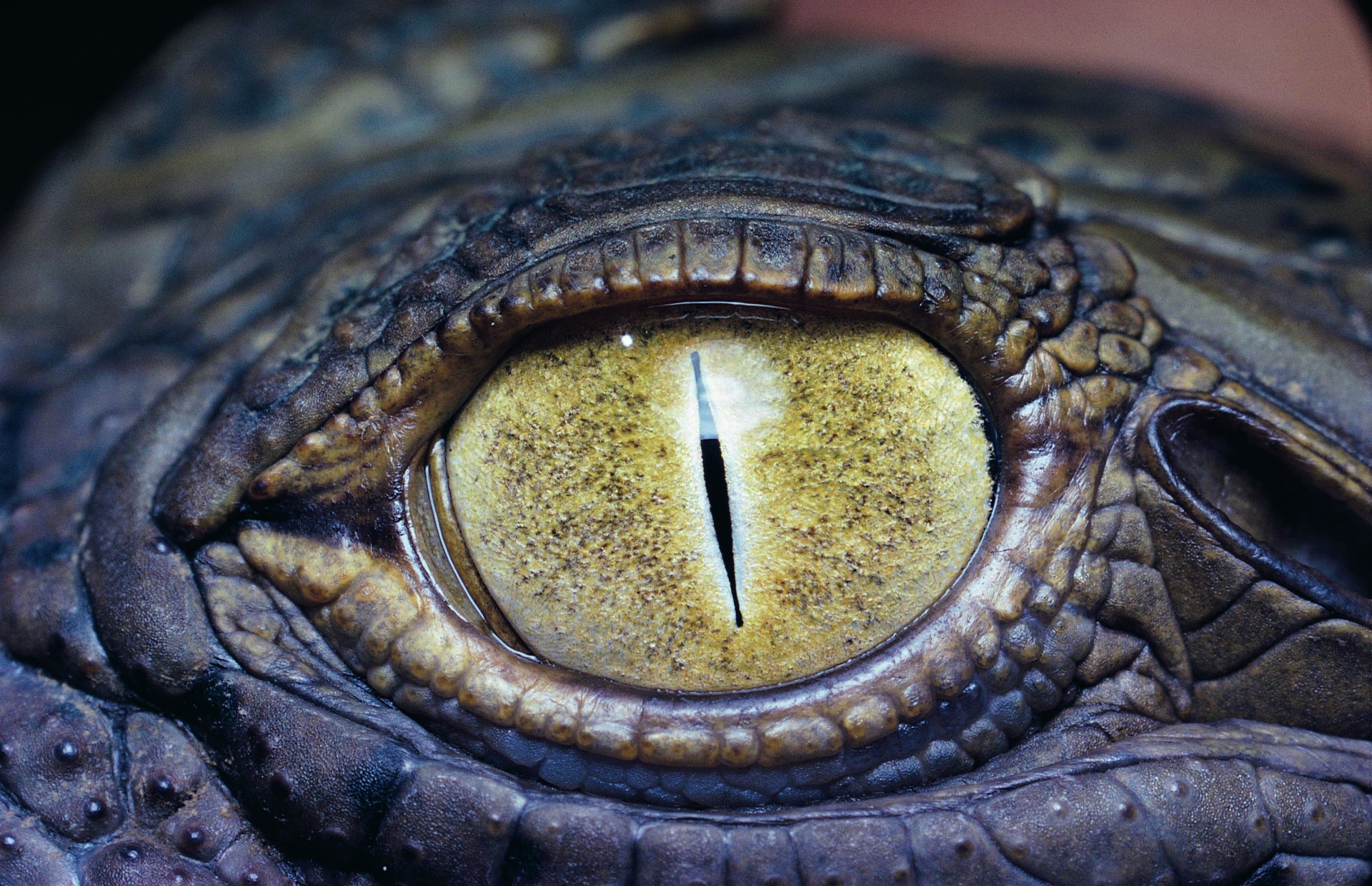 oeil de crocodile