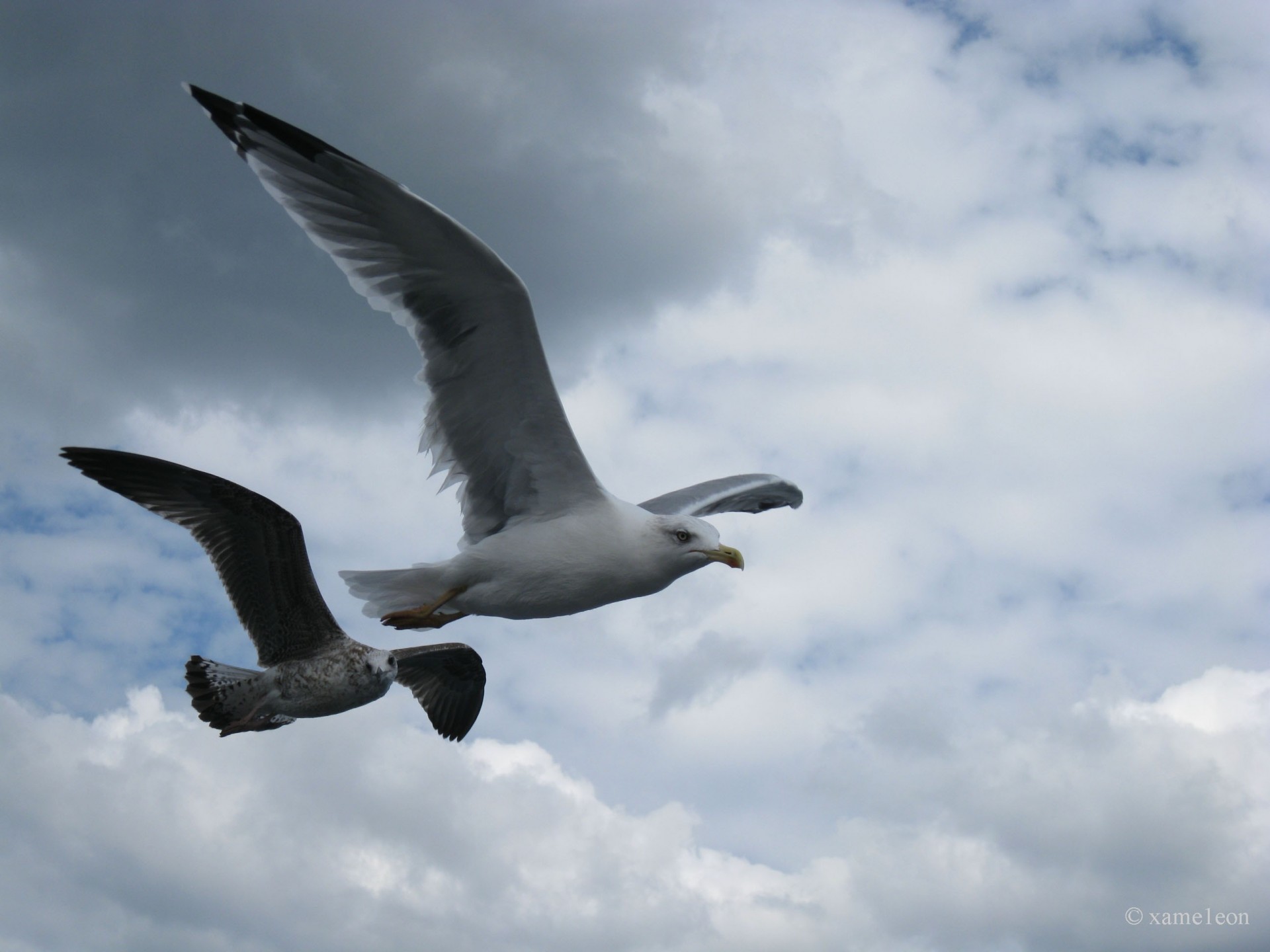 himmel möwe flug