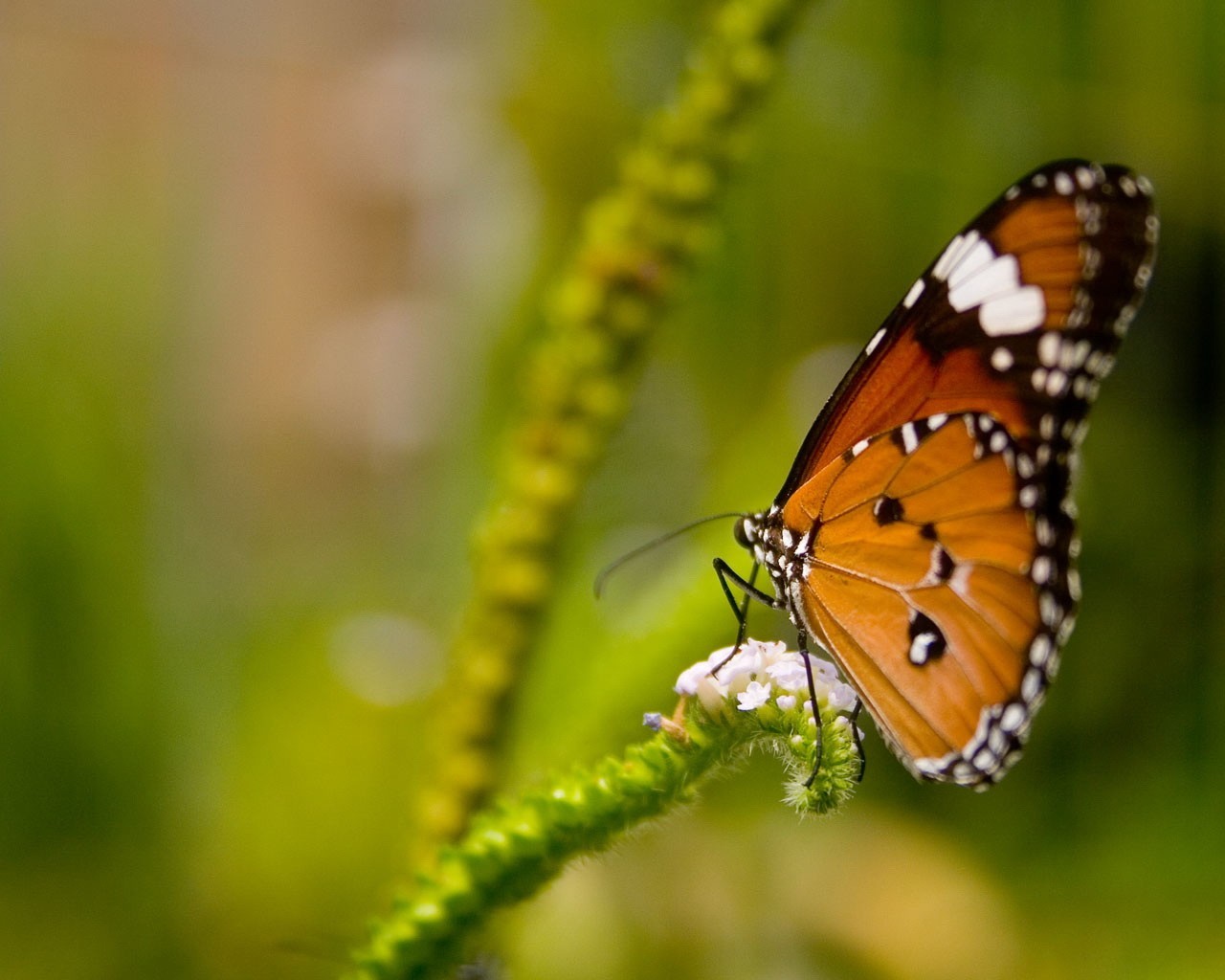 mariposa planta verde