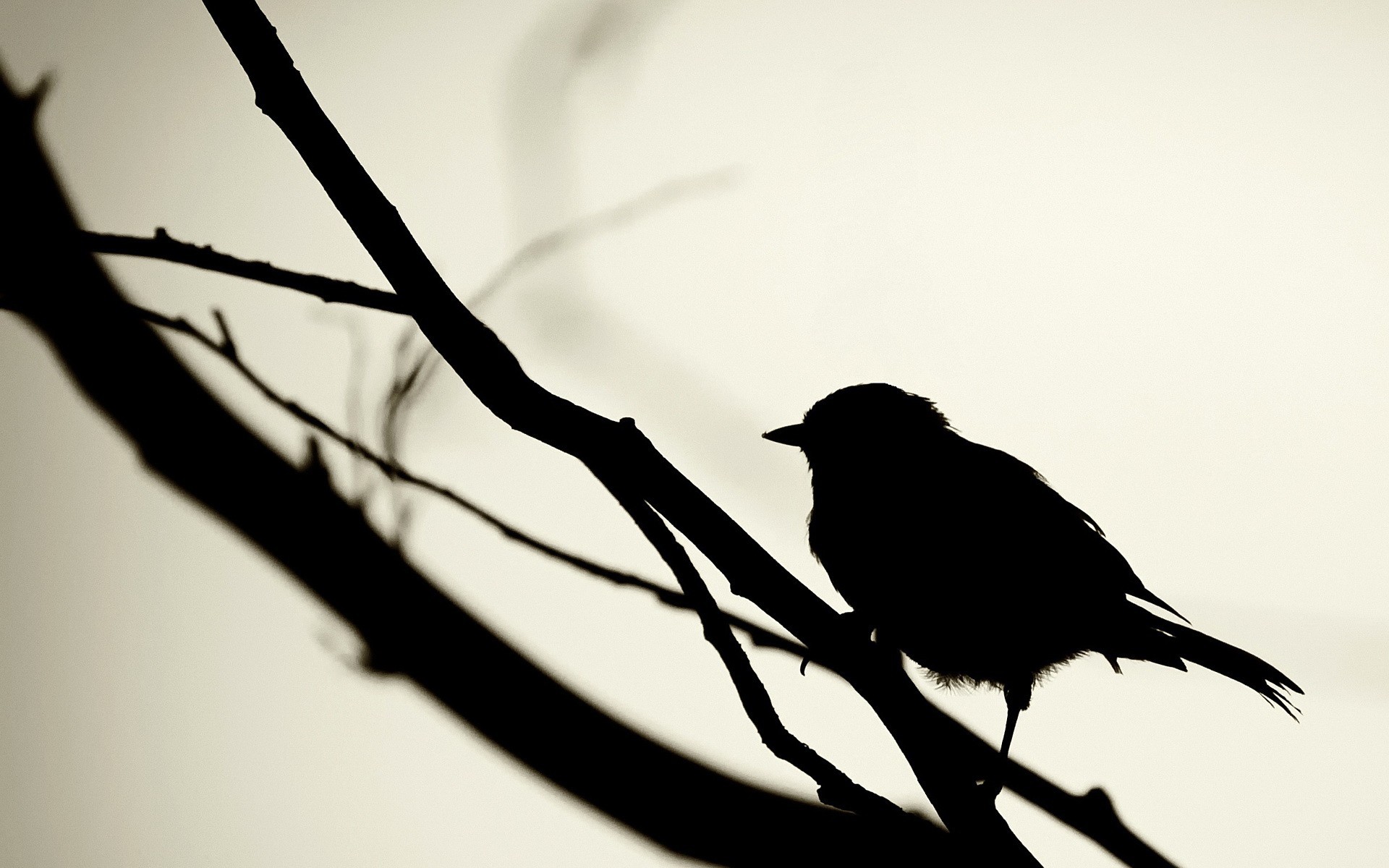 noir oiseau silhouette