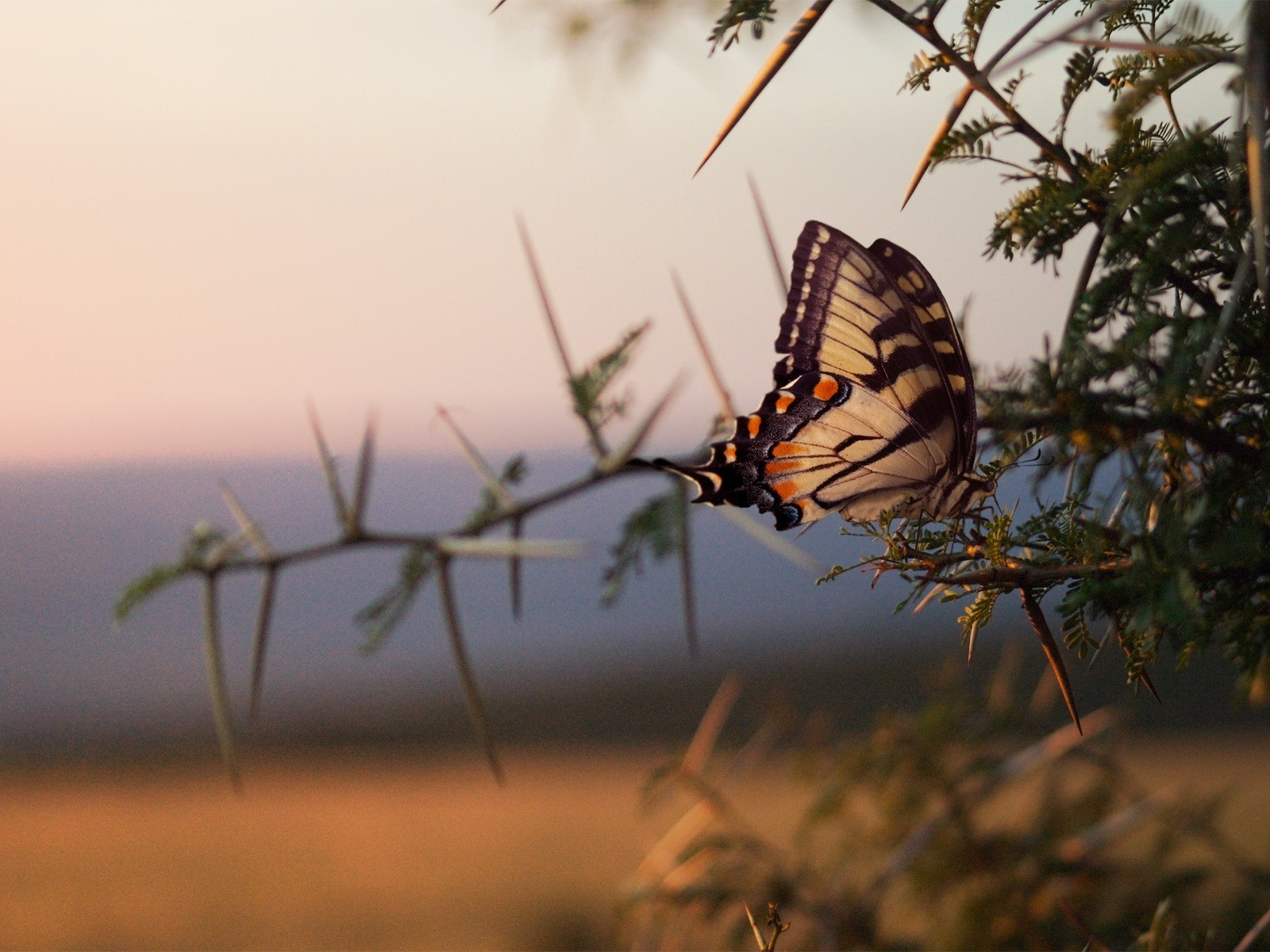 butterfly branche