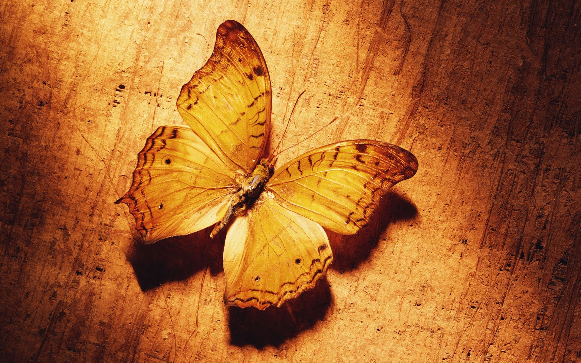 butterfly yellow