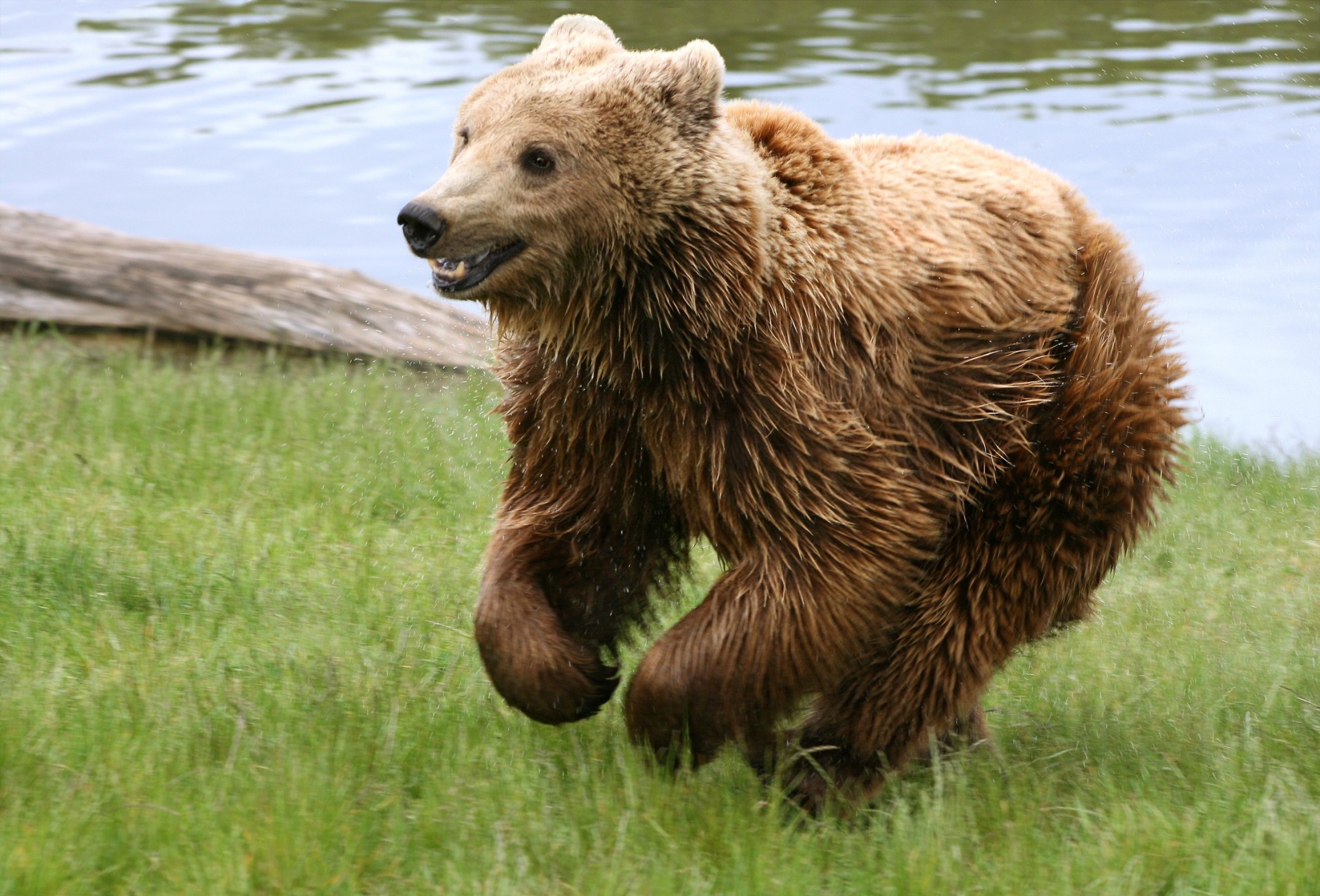 orso erba fiume