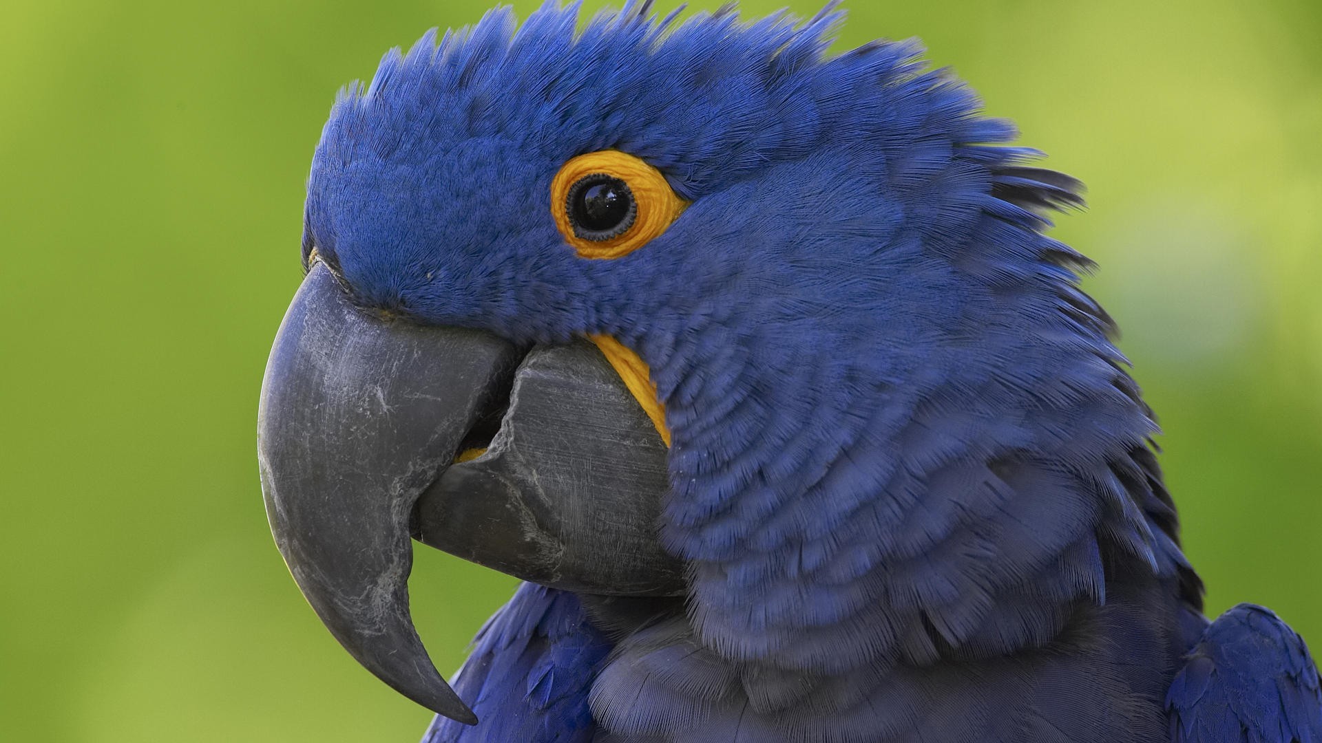 loro azul pico