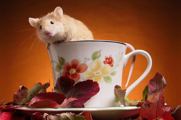 Souris dans un verre sous lequel se trouvent les feuilles