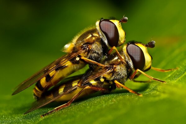 Dos abejas en una hoja verde