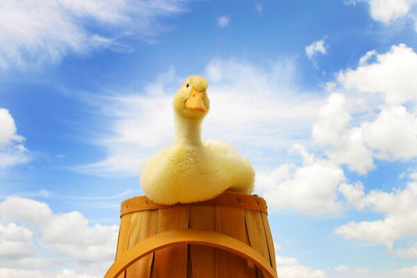 Duck in a barrel against the sky