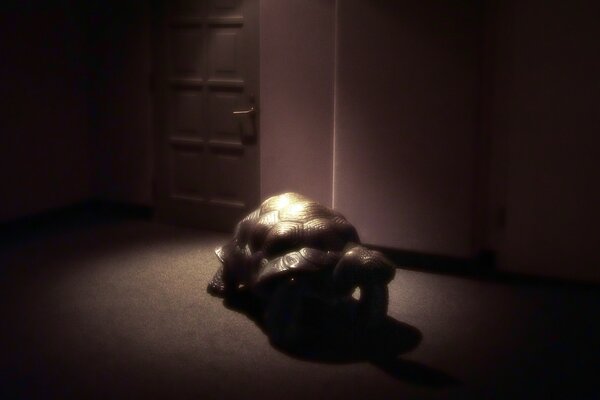 In a dark room, a turtle crawls to the door