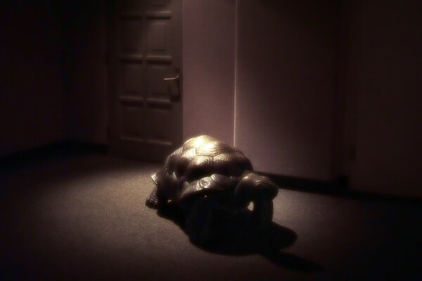 W ciemnym pokoju żółw czołga się do drzwi