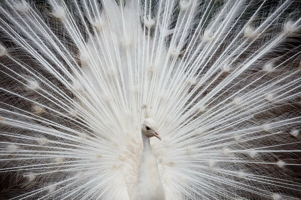 Beau paon blanc dissout ses plumes