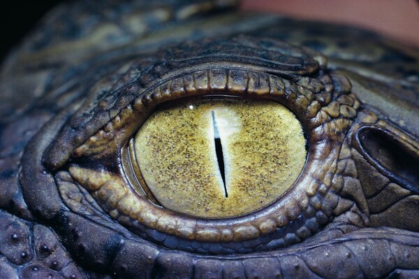 Oeil jaune de crocodile bleu